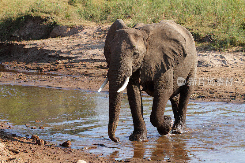 走过小溪或小河的非洲象牛