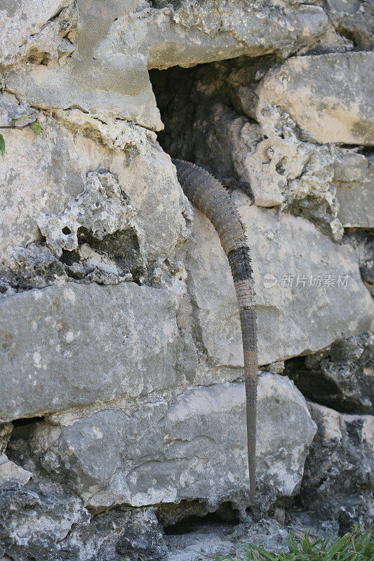 鬣蜥的尾巴