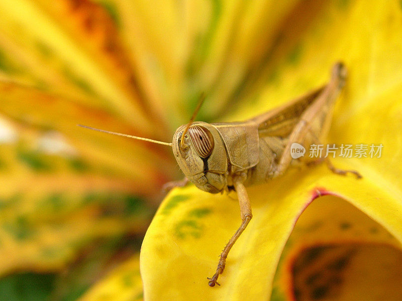 非洲的蚱蜢