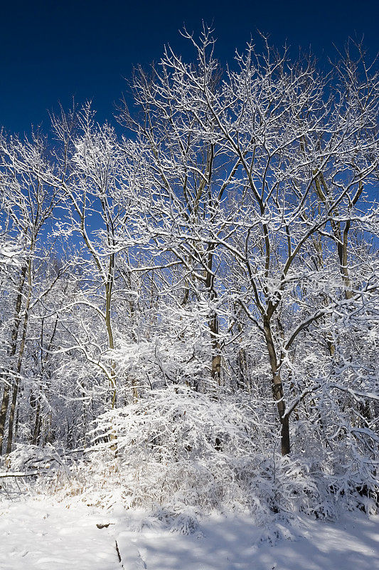 冬天下雪的伊利诺伊树