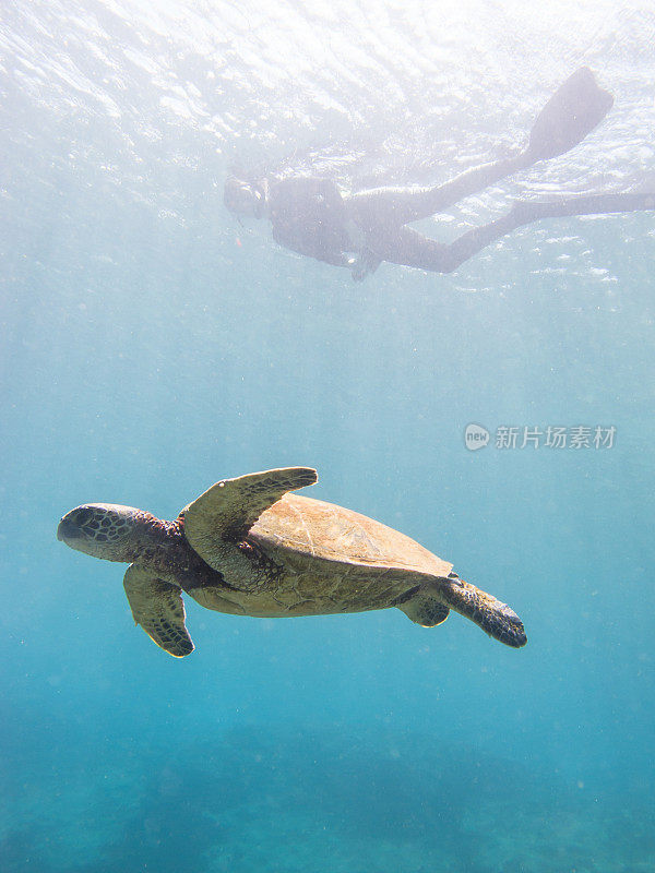 海龟在浮潜器下面游泳