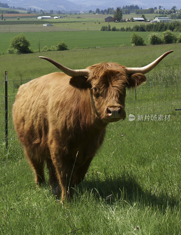 苏格兰高地公牛或母牛