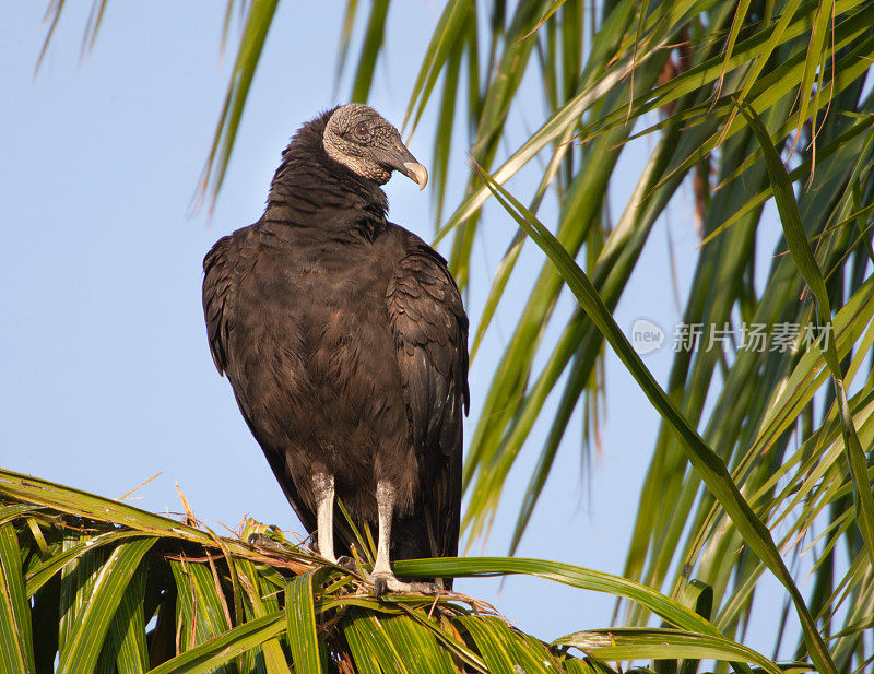 黑秃鹫栖息在棕榈树上