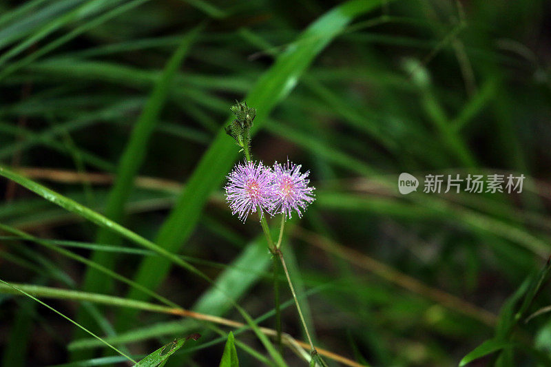 印度尼西亚:热带雨林里害羞的花朵公主