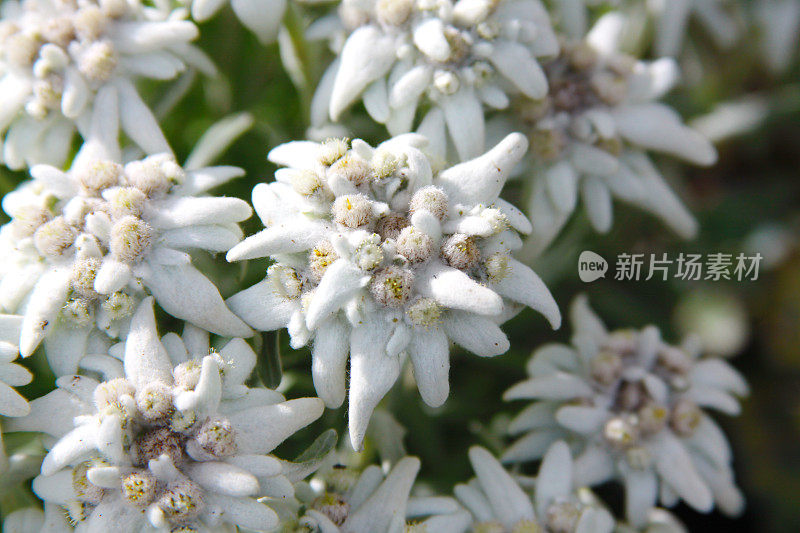 雪绒花高山瑞士花