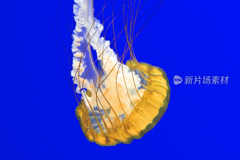 水母在水族馆