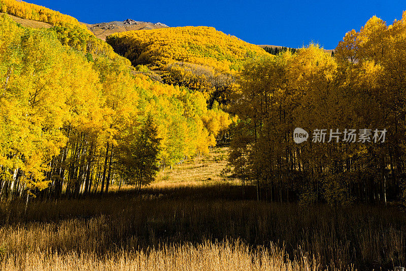 山坡与秋天的杨树
