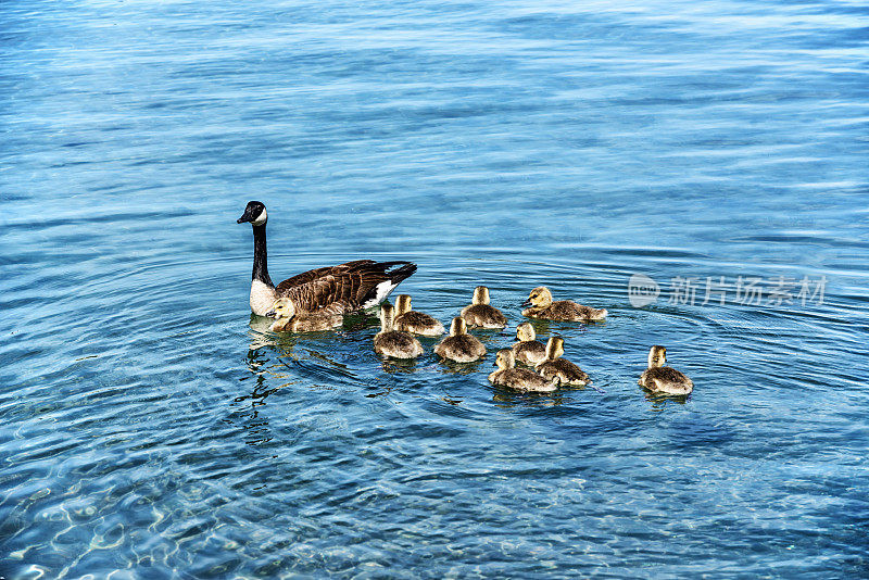 可爱的小鹅和妈妈在密歇根湖