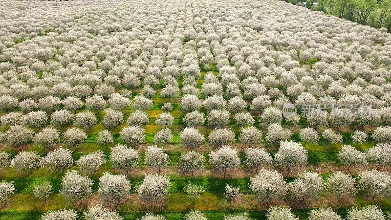 风景秀丽的威斯康辛州门县，樱花树竞相开放
