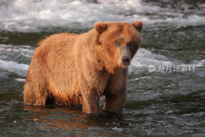 阿拉斯加卡特迈国家公园布鲁克斯河的灰熊