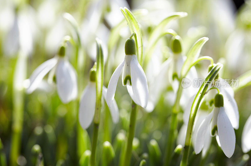 雪花莲