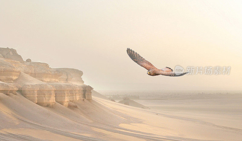 雄鹰飞越沙漠