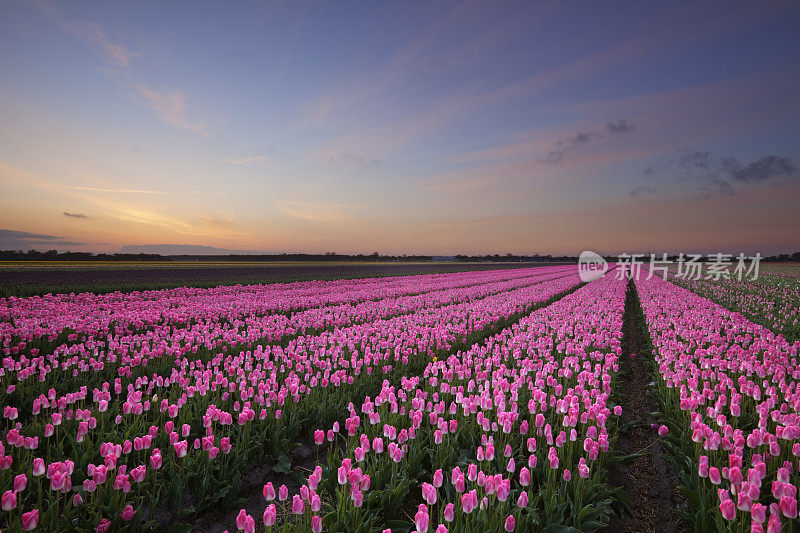 荷兰，日出在一排排粉红色盛开的郁金香上