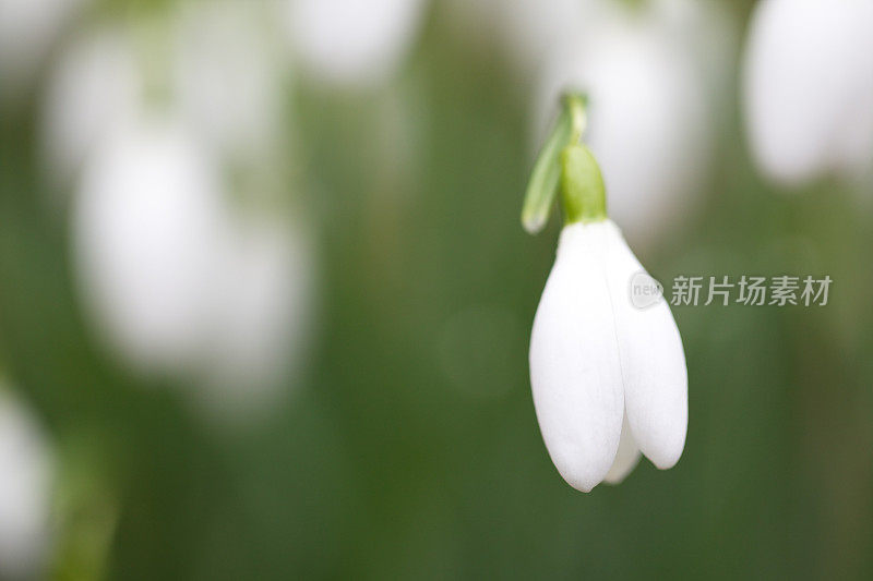 雪花莲，春天的第一个迹象。