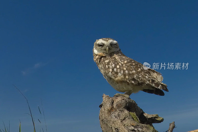 穴居猫头鹰