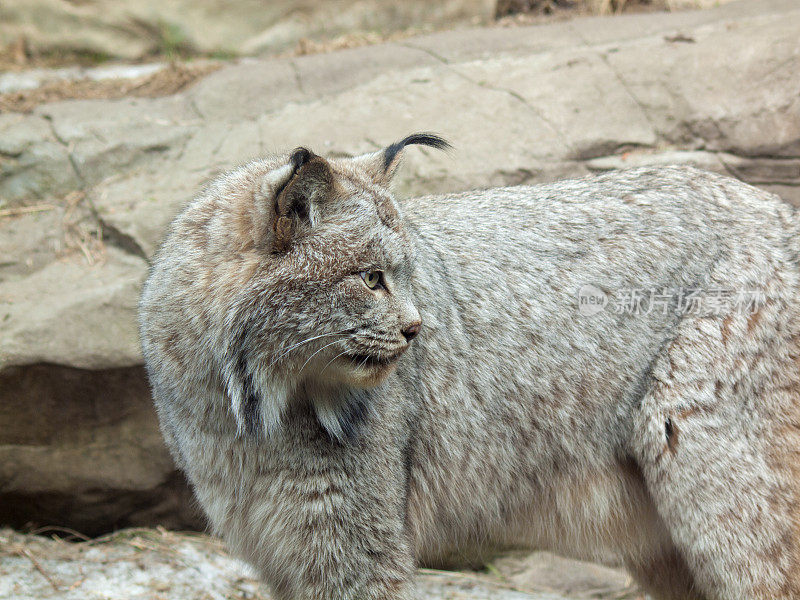 加拿大山猫