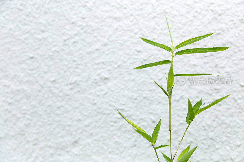 新鲜的竹叶在白色纹理的墙板上的形象