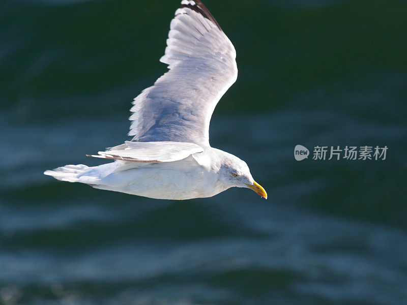 海鸥在美国马萨诸塞州玛莎葡萄园岛附近飞行。