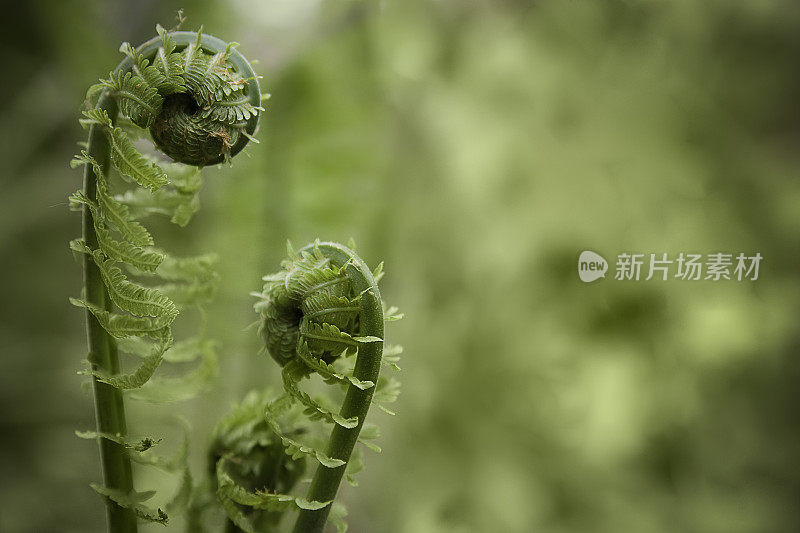 船首饰蕨类植物