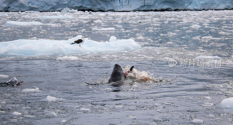 南极洲:豹海豹在古迪尔岛