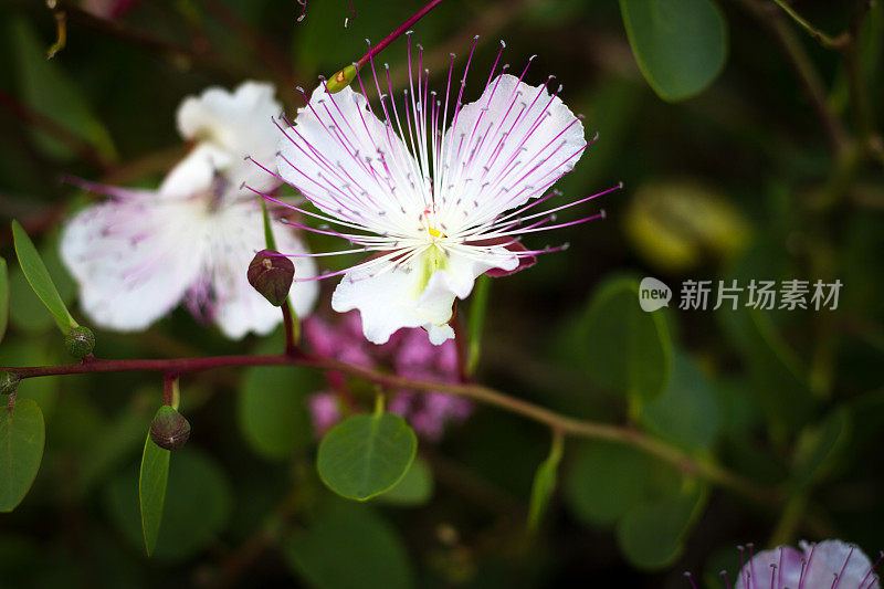 野生地中海刺山柑花特写