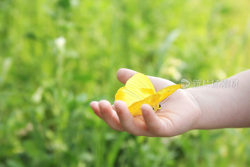 孩子的手牵着橙色的硫蝴蝶在外面