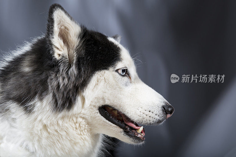 阿拉斯加雪橇犬或哈士奇犬