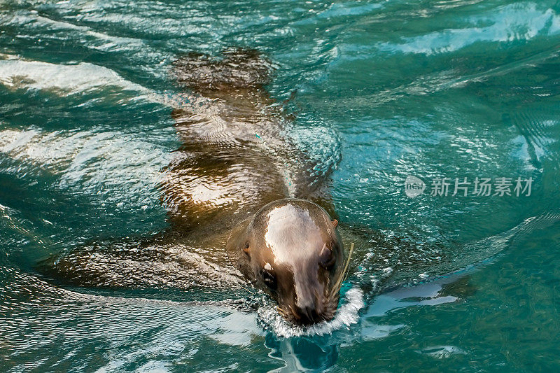 海狮游泳