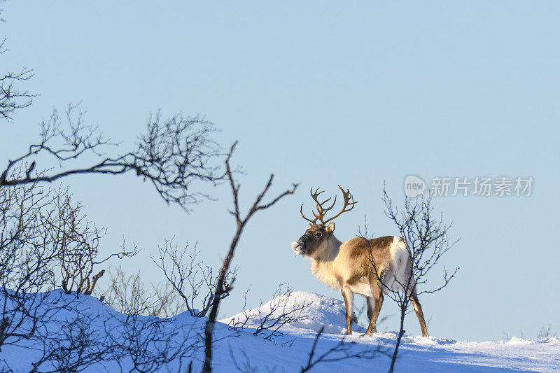 冬天，挪威北部的驯鹿在雪地里吃草