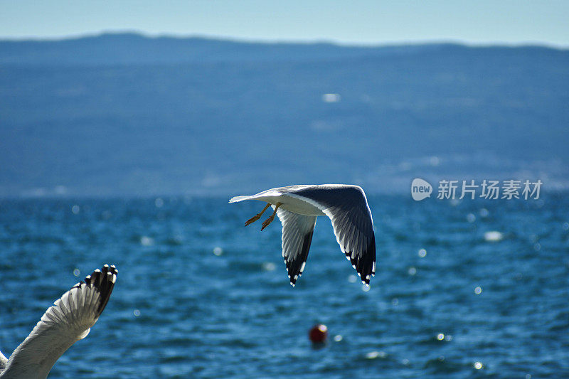 克罗地亚海岸，白色海鸥在晴朗的蓝天上飞翔