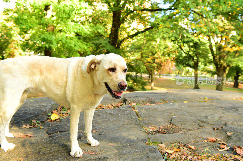 中央公园的拉布拉多寻回犬