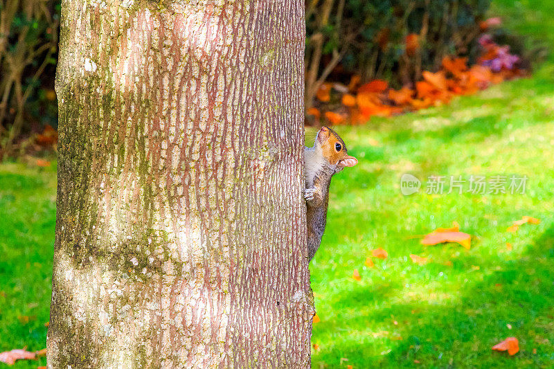 一只松鼠在伦敦摄政公园的树干上爬