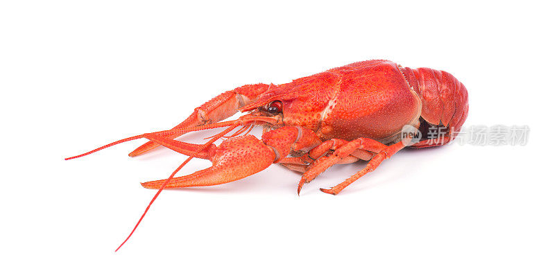 新鲜的煮红小龙虾，孤立在白色背景。