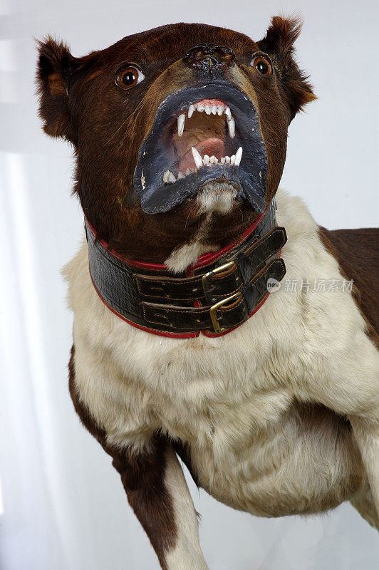 牛头犬灭绝品种标本