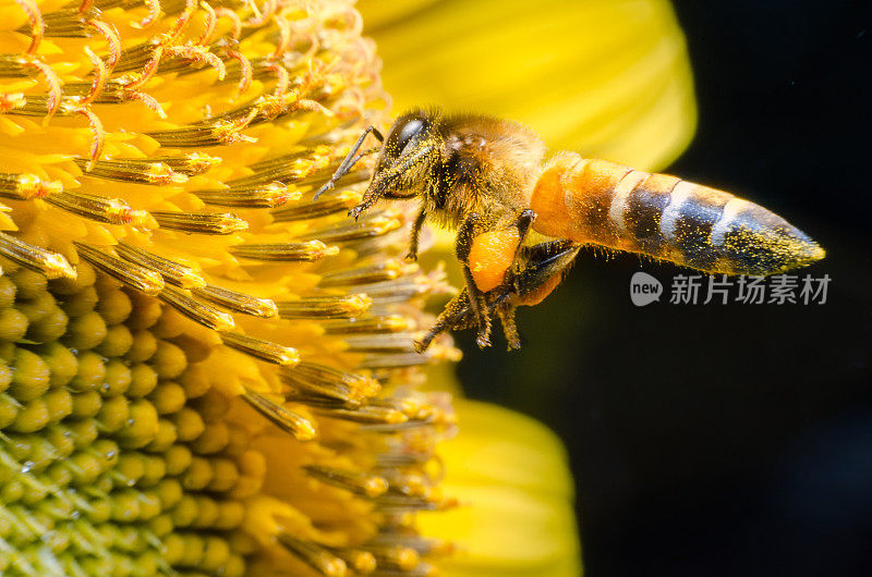 工蜂从向日葵上采集花蜜。