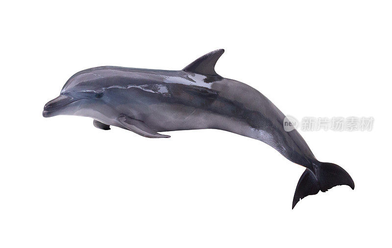 深灰色孤立海豚