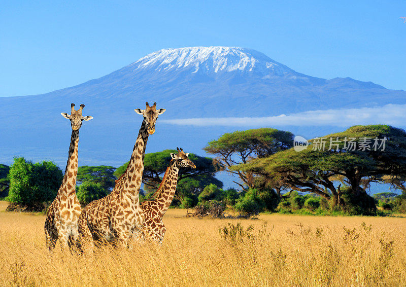 肯尼亚国家公园里的三只长颈鹿