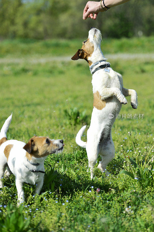 两只杰克罗素梗犬在公园里玩耍