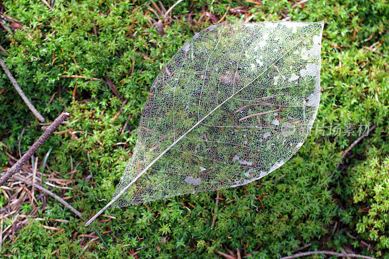 骨骼苔藓