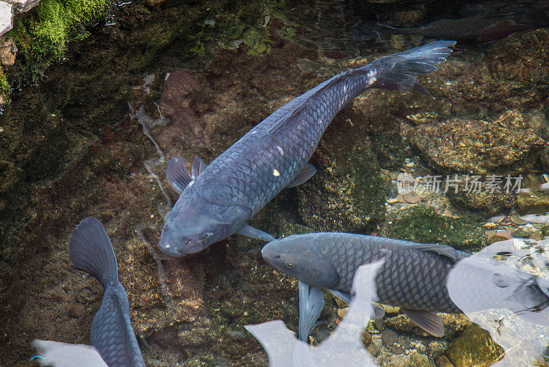 池塘里的蓝草鲤鱼