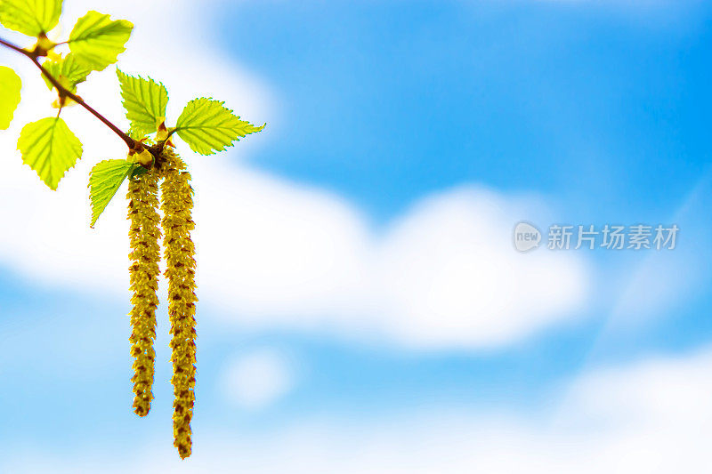白桦树的枝桠上长着嫩绿的叶子，在阳光下映衬着蓝天，映衬着春天的背景