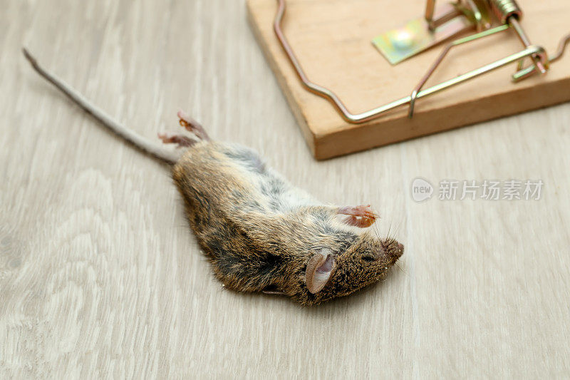 房子地板上木制捕鼠器附近的死老鼠特写
