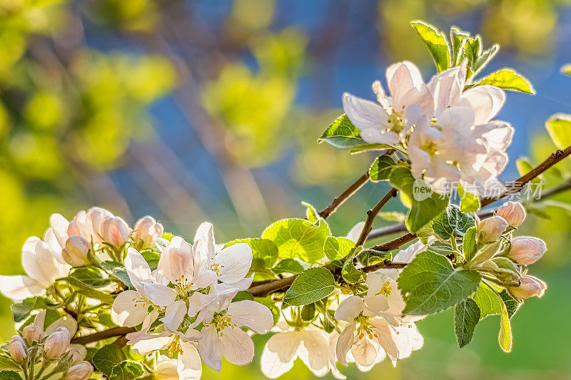春天花园里苹果树的花蕾
