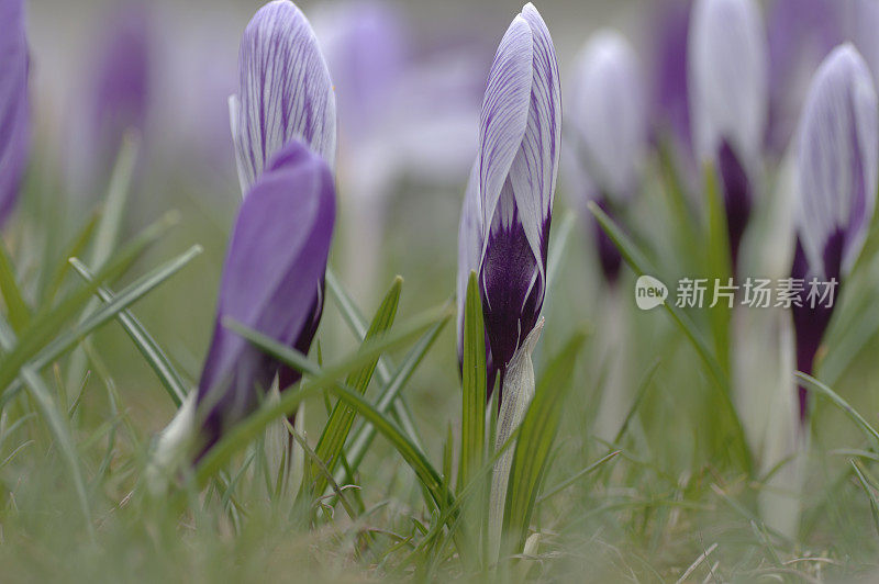 新鲜的紫番红花