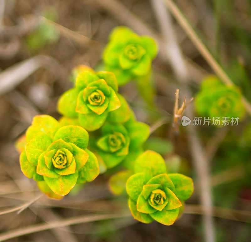 景天属植物近距离。