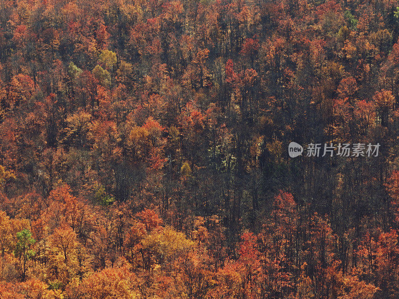 阿迪朗达克荒野秋叶颜色背景复制空间