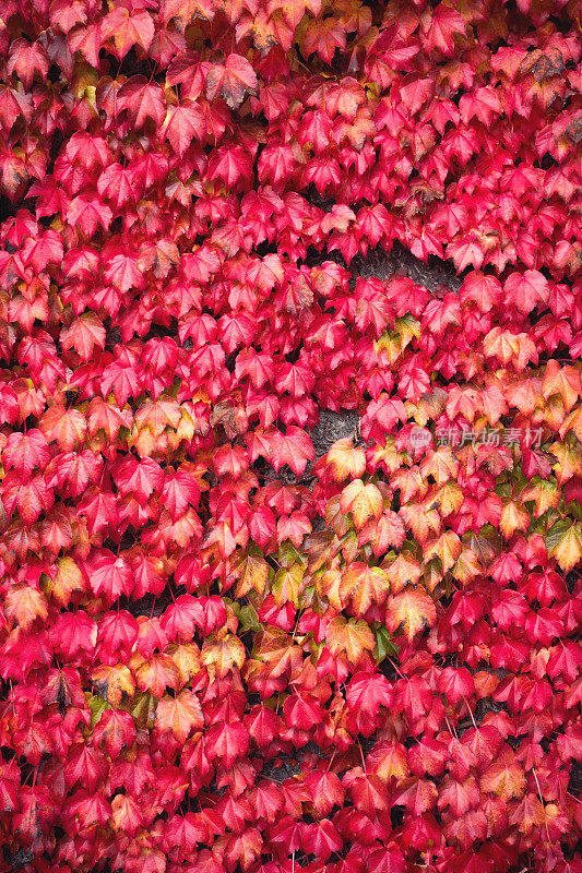 墙上覆盖着秋叶