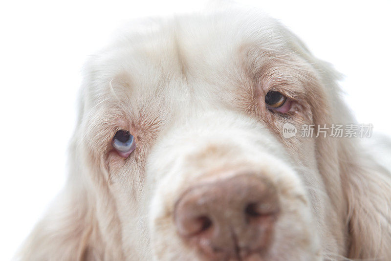 特写的白色西班牙猎犬的脸，因为她看着相机