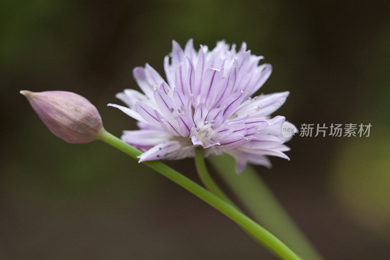 韭菜花特写