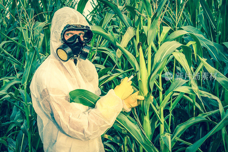 穿着工作服的转基因科学家改造玉米